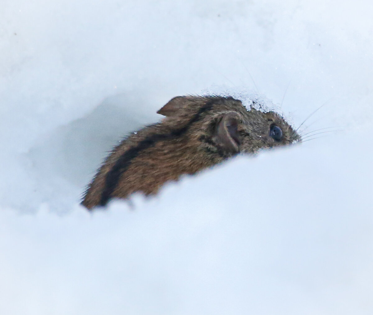 Специалистам Мосприроды удалось сфотографировать мышку в  природно-историческом парке «Покровское-Стрешнево».-1-2