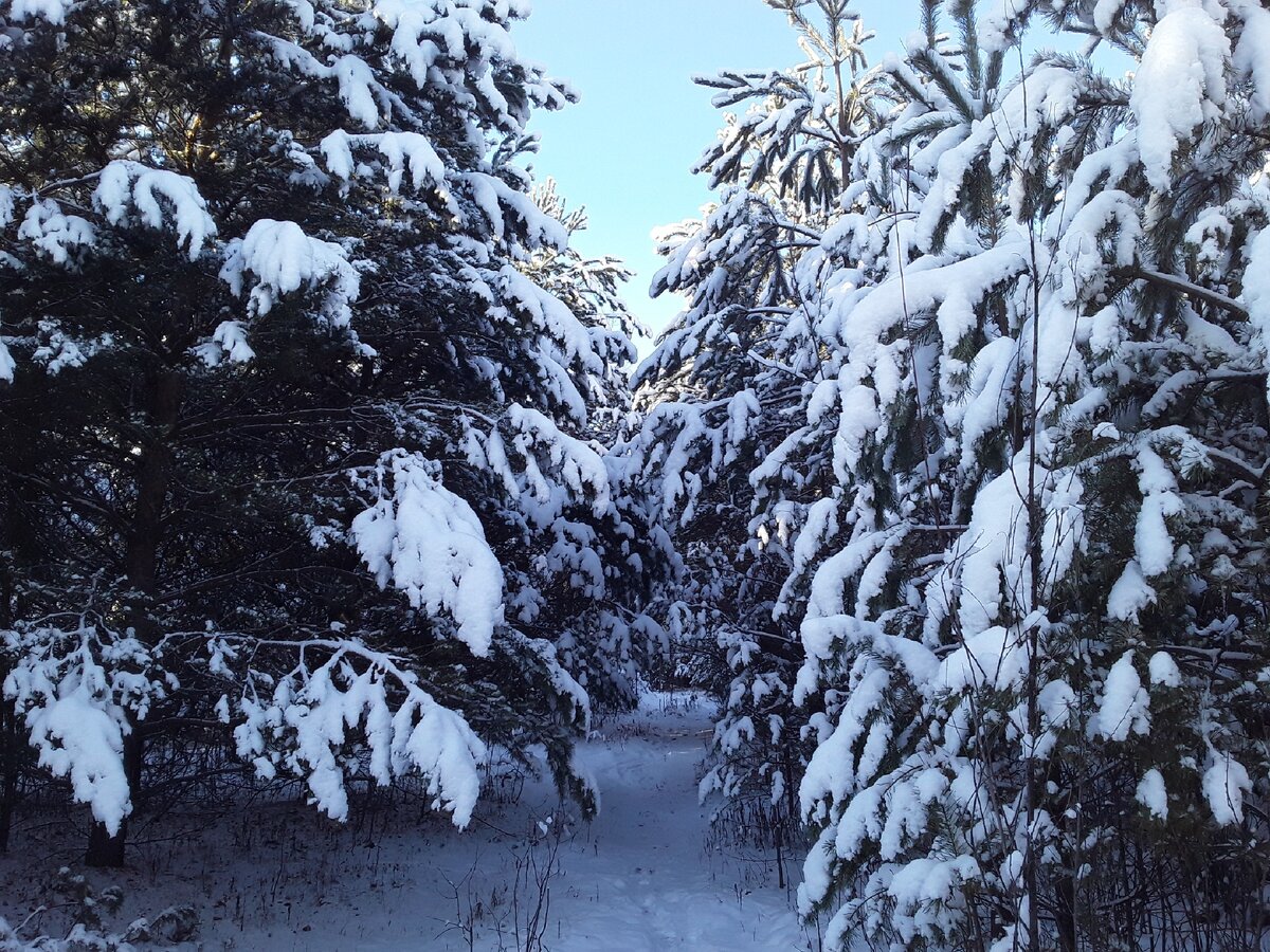 Зимний лес. Фото из личного архива.