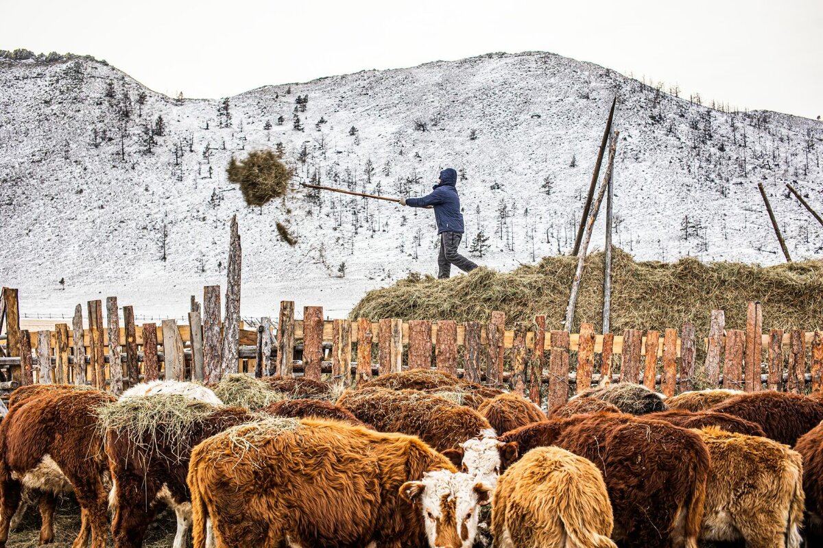 Анатолий держит коров, которые могут выживать на морозе, — герофордов и калмыков. Фото: Антон Климов
