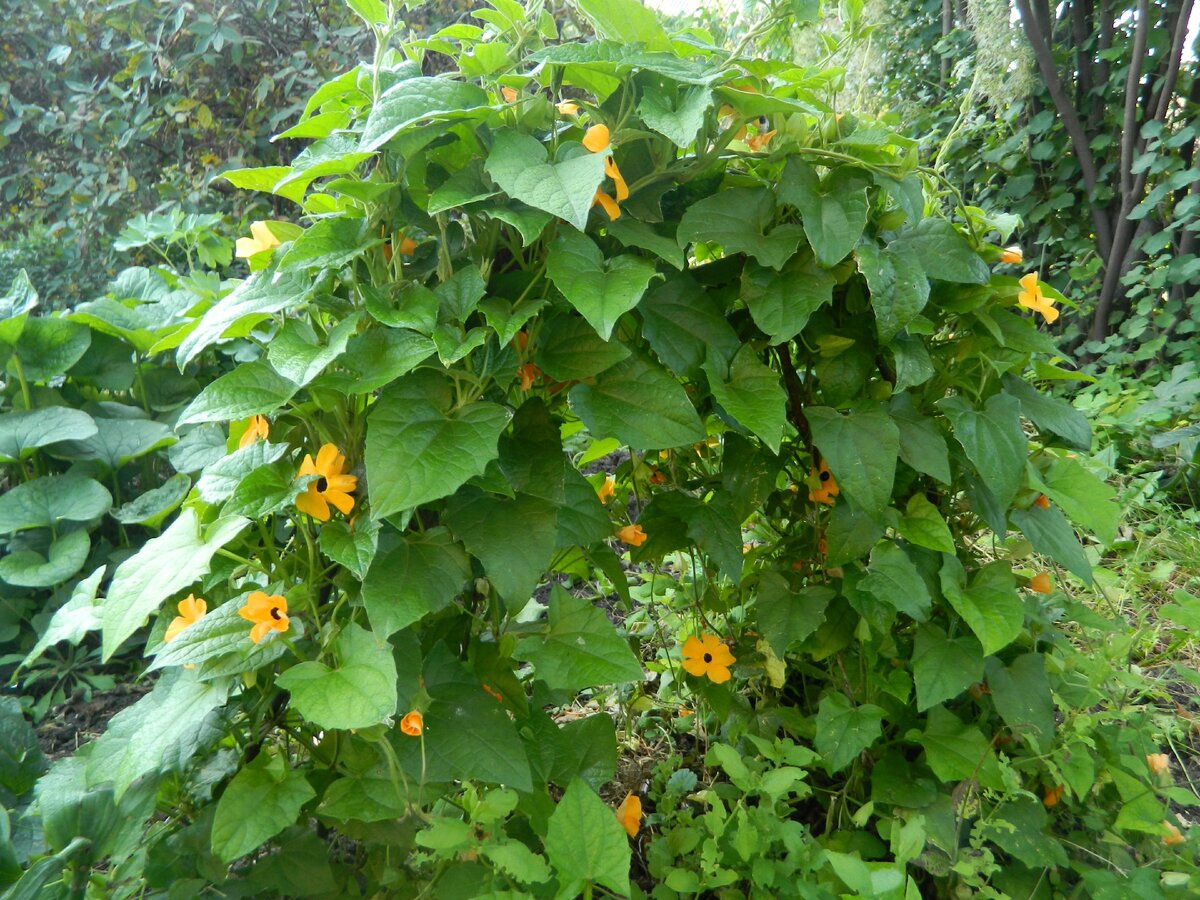 Тунбергия майсурская Thunbergia mysorensis