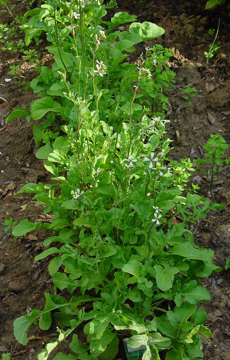 Рукола