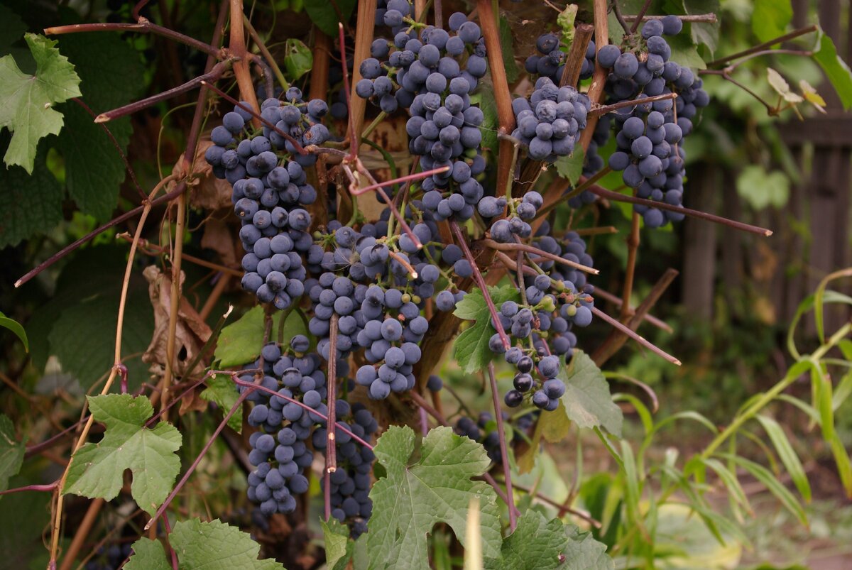 сорт саперави северный. саперави плантации винограда. сорт винограда саперави. виноград саперави северный. винный виноград саперави.