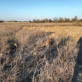 Наша собака ищет мышей