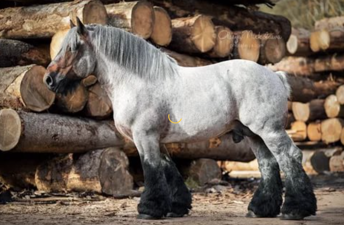 лошадь тяжеловоз брабансон. лошадь тяжеловоз брабансон. бельгийский тяжеловоз брабансон. лошадь тяжеловоз брабансон. бельгийский тяжеловоз брабансон.