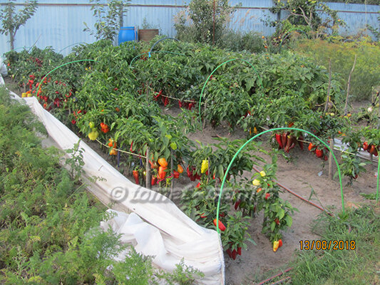 Вот так растет мой перец