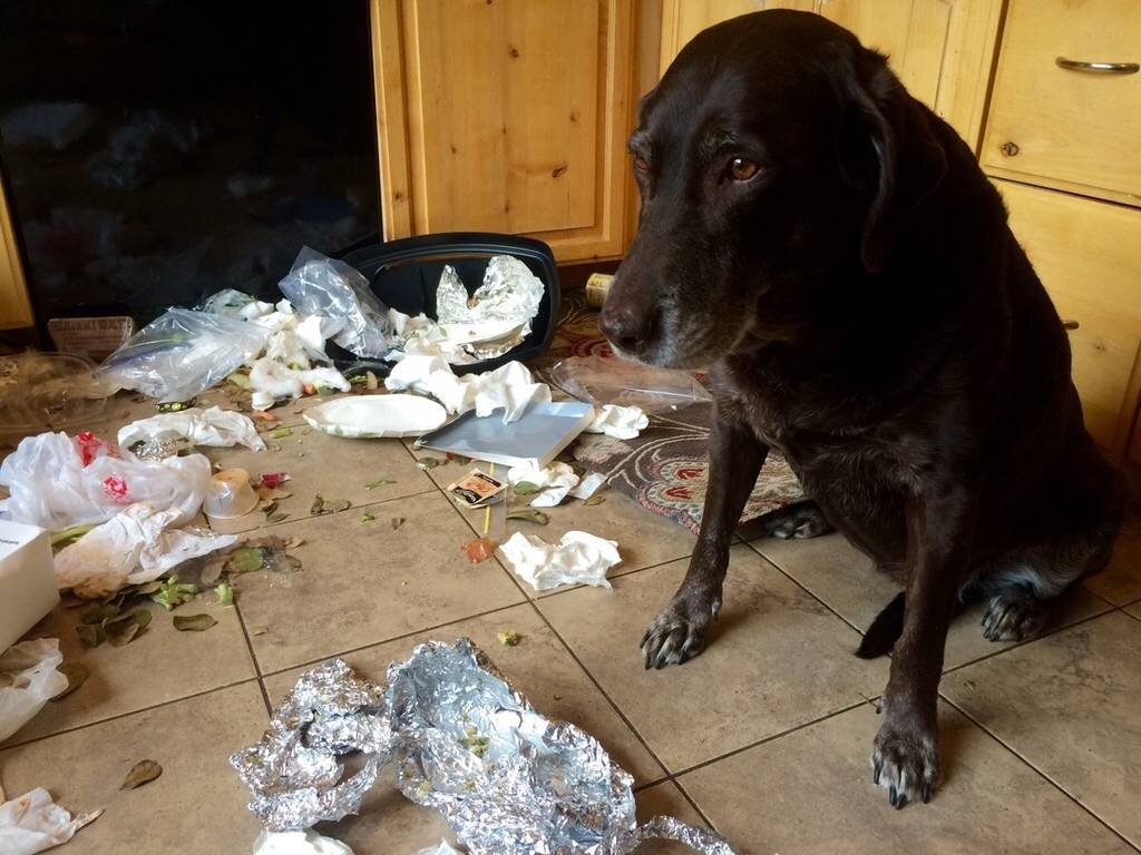 Не наша собака, но результат схож