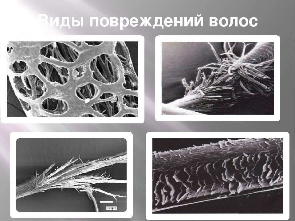 12 дивных фото, показывающих, как необычно выглядят под микроскопом различные предметы