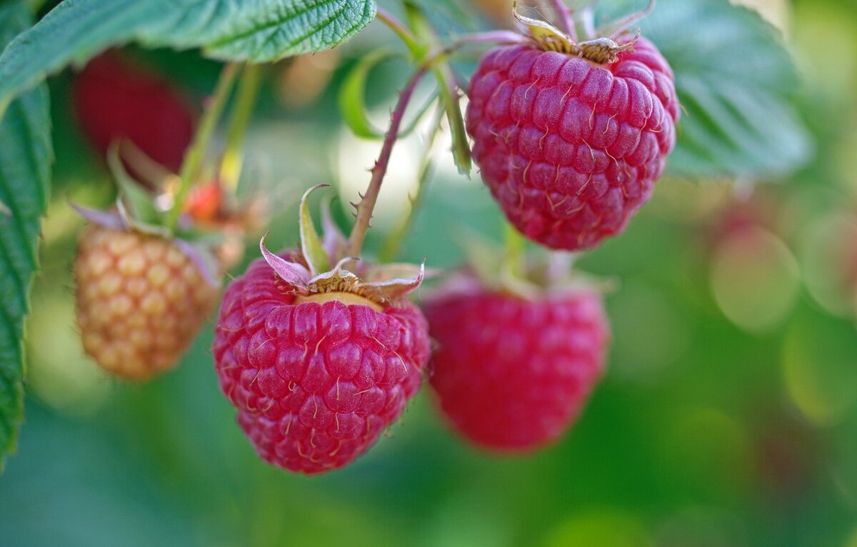 AGROMARKET все для дачи :  https://ali.ski/HZXqbM