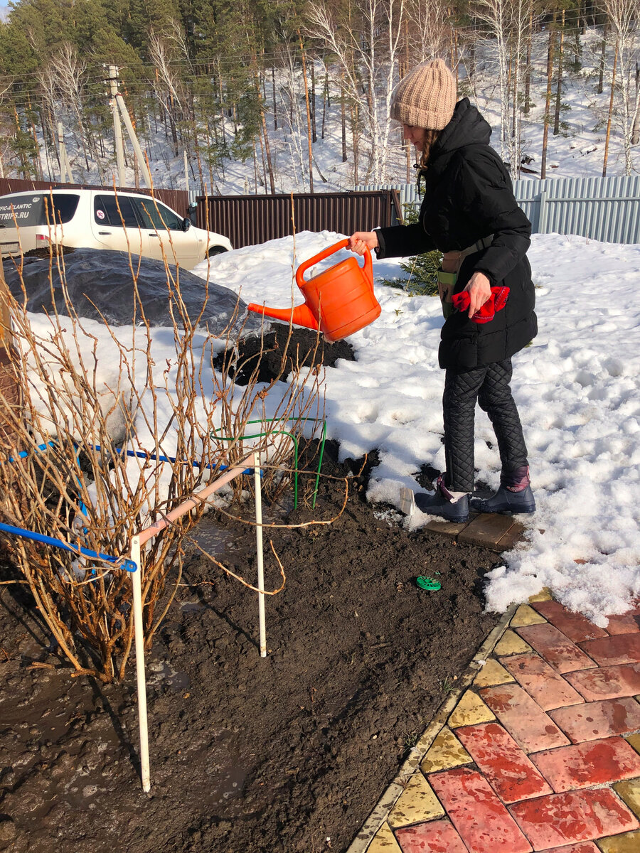 Смородину сейчас тоже можно обрезать