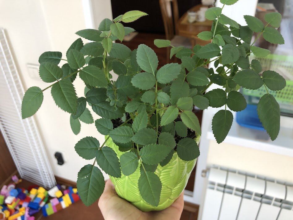 1.04.2021 - 3 недели после обрезки. Вся зелень - новый прирост! Розочка чувствует себя прекрасно. 