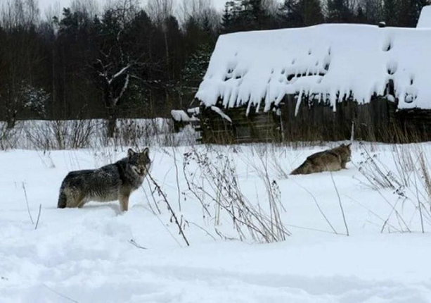 Из сарая домашнюю скотину украсть легче, чем догнать лося в лесу.
