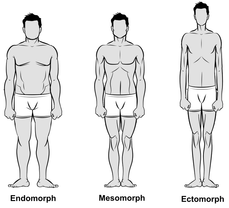Эктоморфы мезоморфы эндоморфы. Эктоморф мезоморф и эндоморф. Типы телосложения человека эктоморф мезоморф эндоморф. Астеник эктоморф. Строение тела эктоморф мезоморф эндоморф.