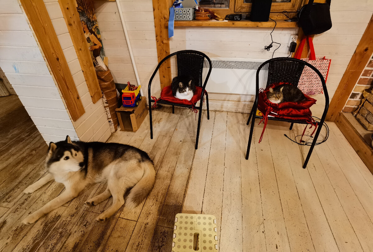 Коба в принципе имеет схожую особенность, ему нужно быть в помещении где я, сейчас это смягчилось, но раньше из дому не выйти, Коба должен был гулять рядом. Хотя на работу уезжал нормально. 