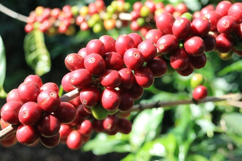 
Ягоды бурбона — достаточно крупные, насыщенно-красные. © varieties.worldcoffeeresearch.org