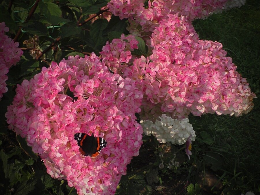 «Vanille Fraise»