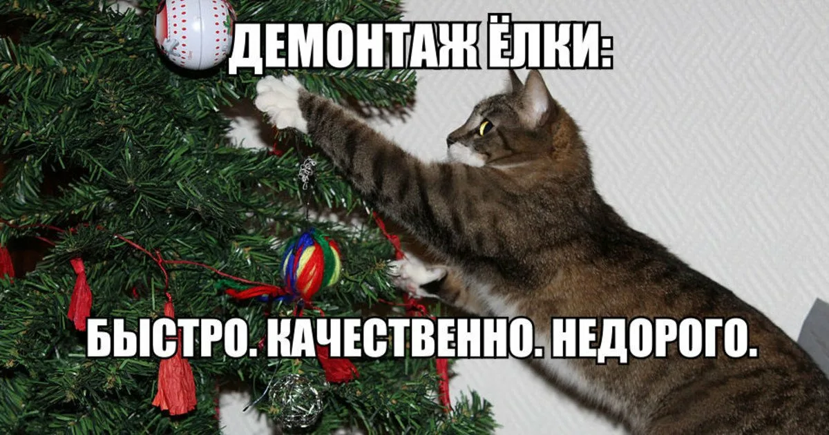 Жалко елки. Новогодние елки и коты с надписями. Кот уронил елку. Мемы с котами и елками. Котики и елка с надписями.