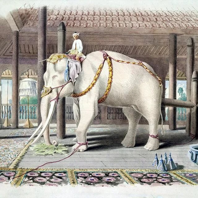 Индийский слон рисунок - 69 фото