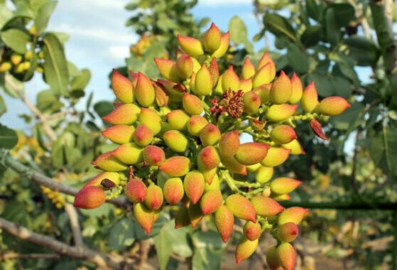 плоды фисташки