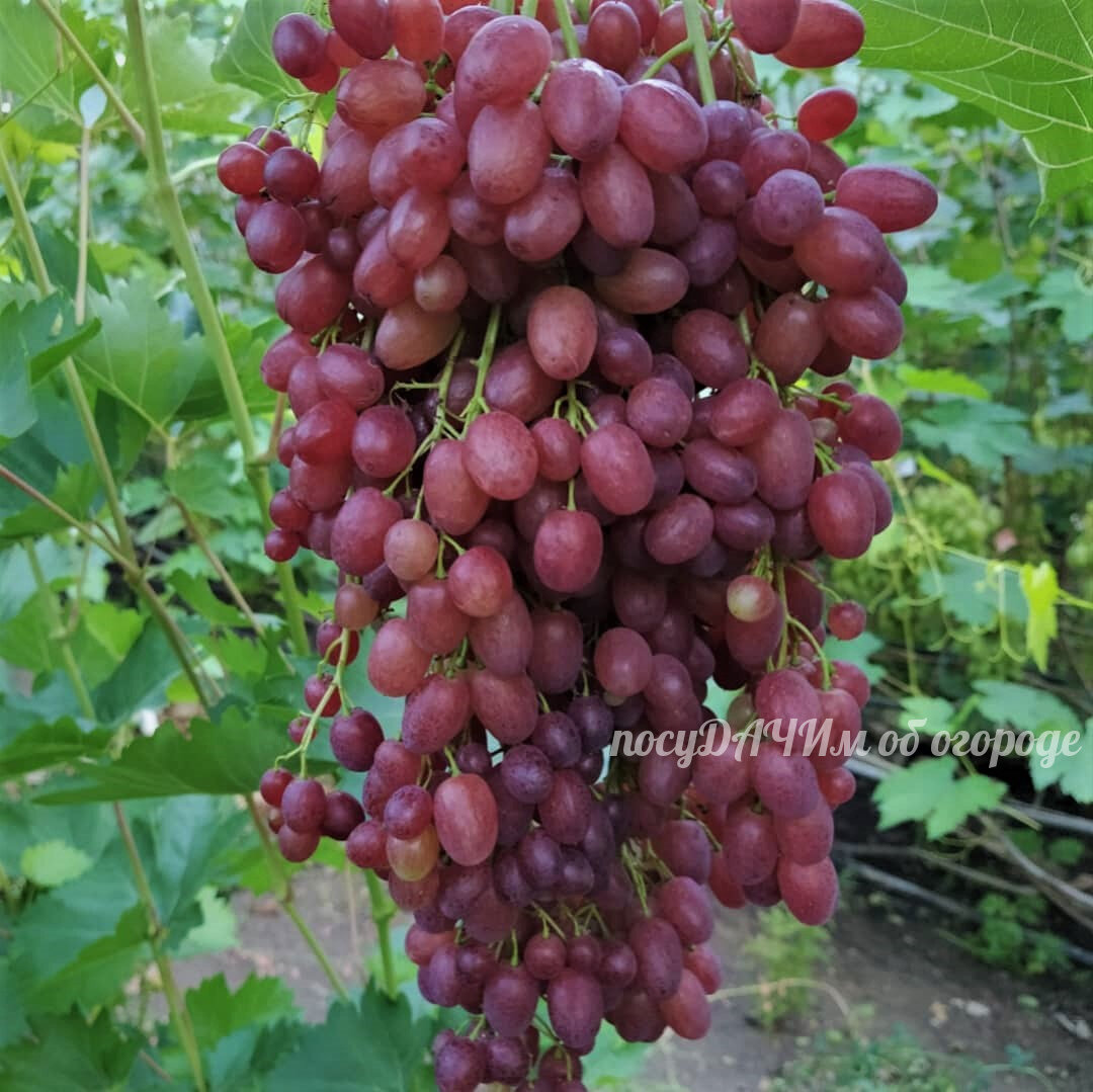 4 сорта винограда без косточек, которые от чистого сердца советую квыращиванию