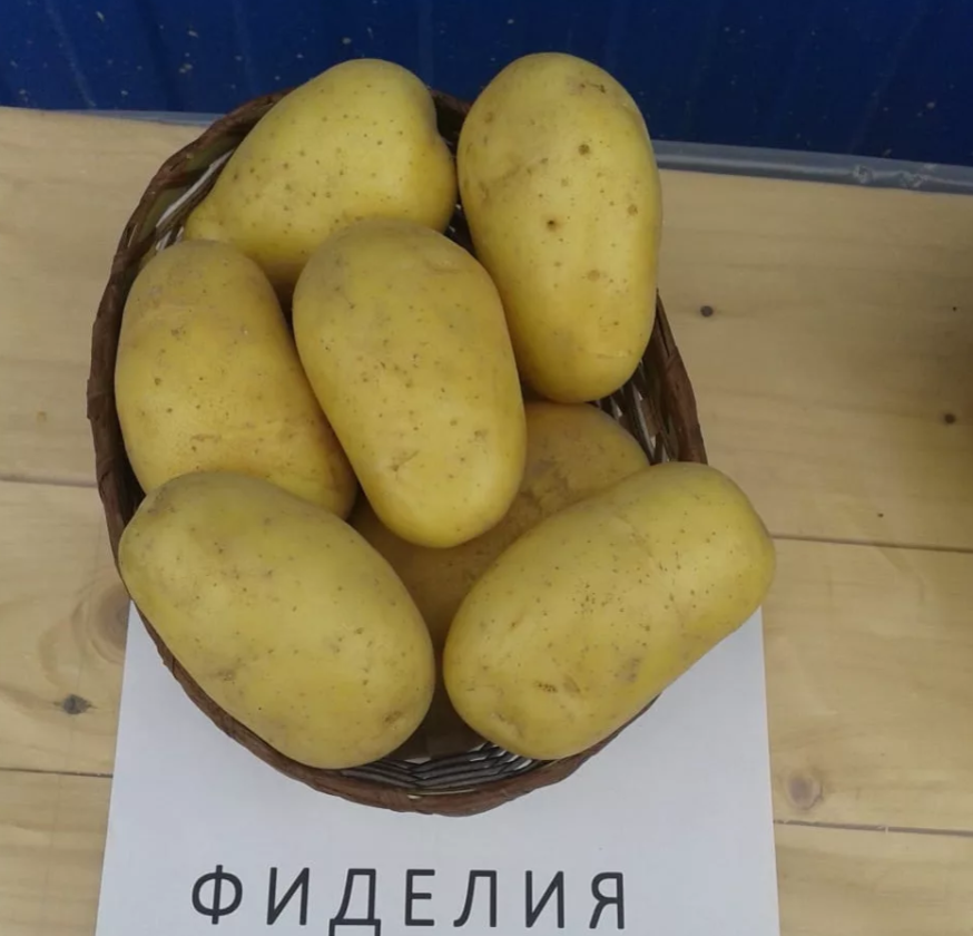 Урожайные сорта картофеля, которые всегда выручают Записки огородницы Дзен