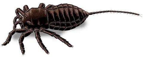 Attercopus fimbriunguis