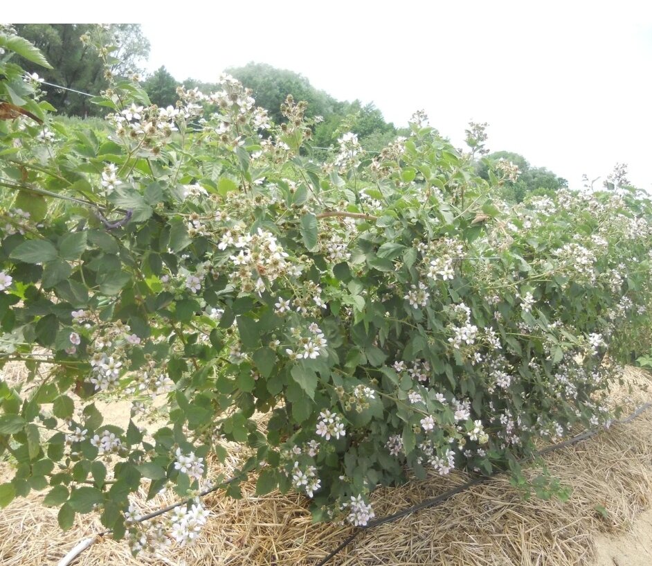 Цветущая шпала