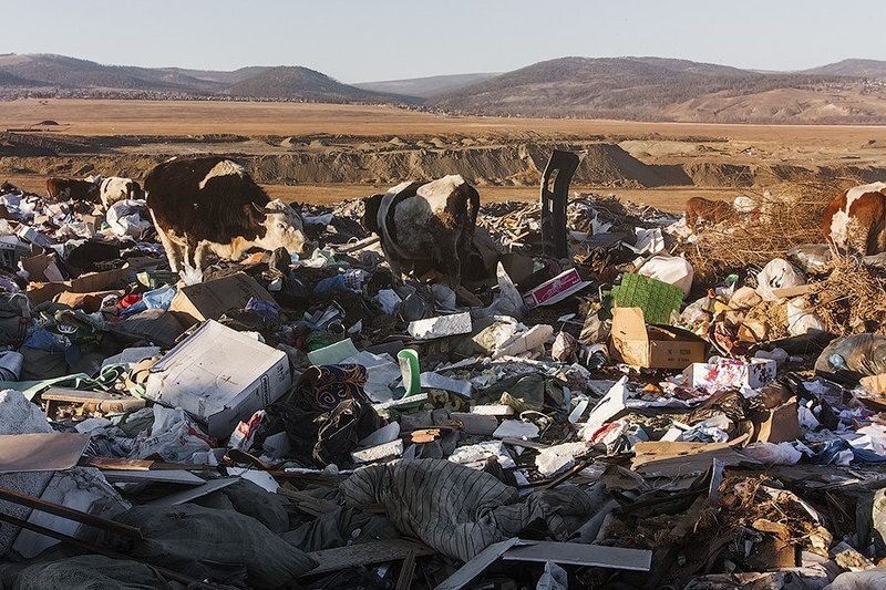 Коровы едят мусор на свалке
Фото: Ксения Зимина
