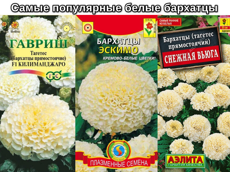 Килиманджаро, Эскимо и Снежная вьюга-самые популярные сорта белых бархатцев