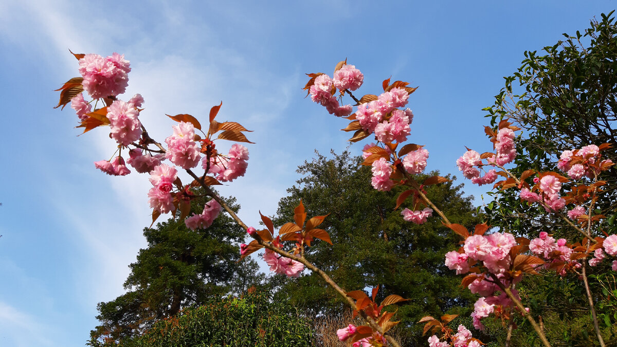 Если ваш визит в Японию не совпал с этим периодом, посетите Ботанический сад Батуми!