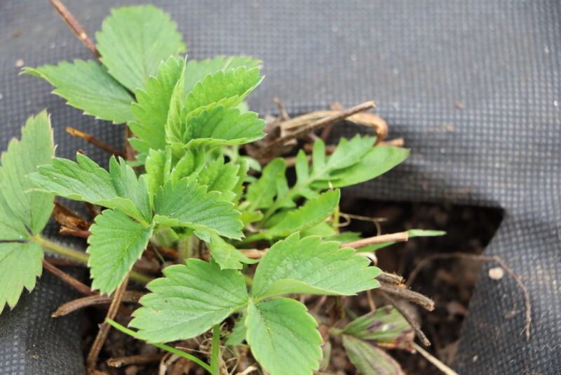 Иллюстрация для статьи используется по стандартной лицензии ©dachnyedela.ru