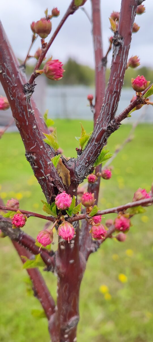 Миндаль на бутонах