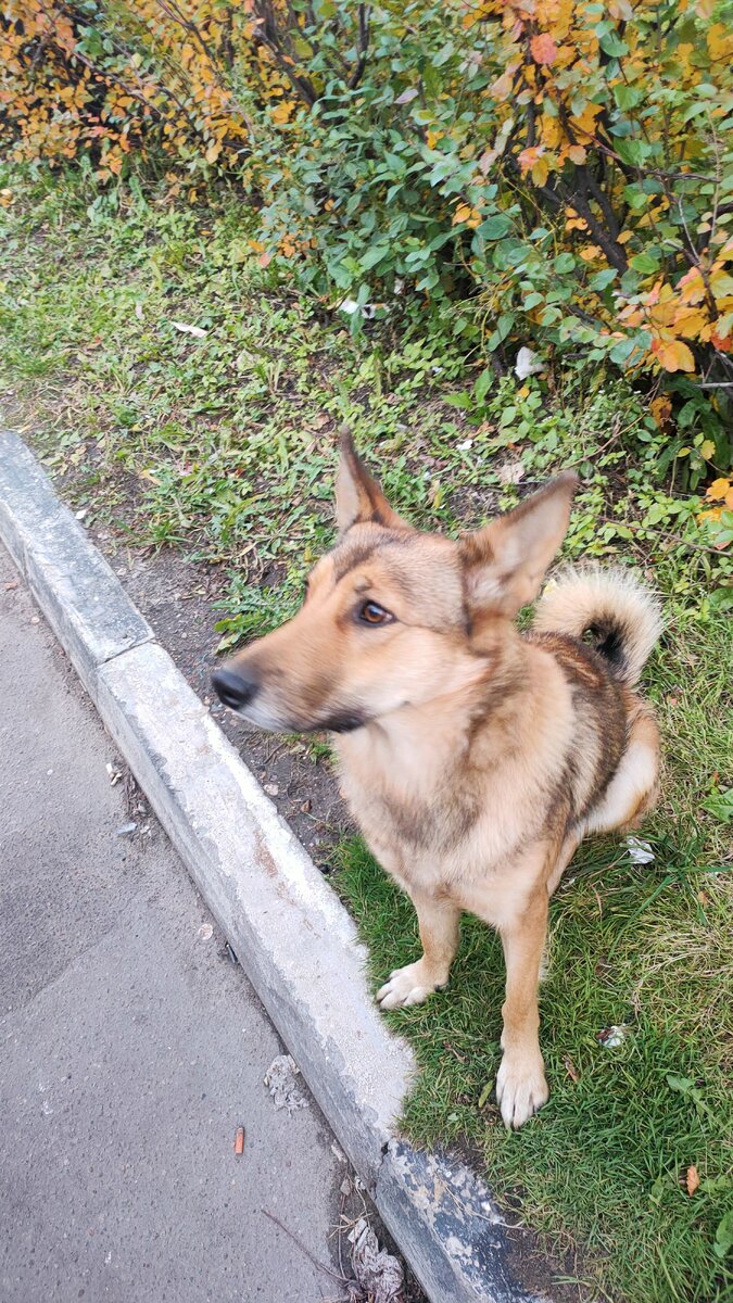 Наша первая встреча с Ириской