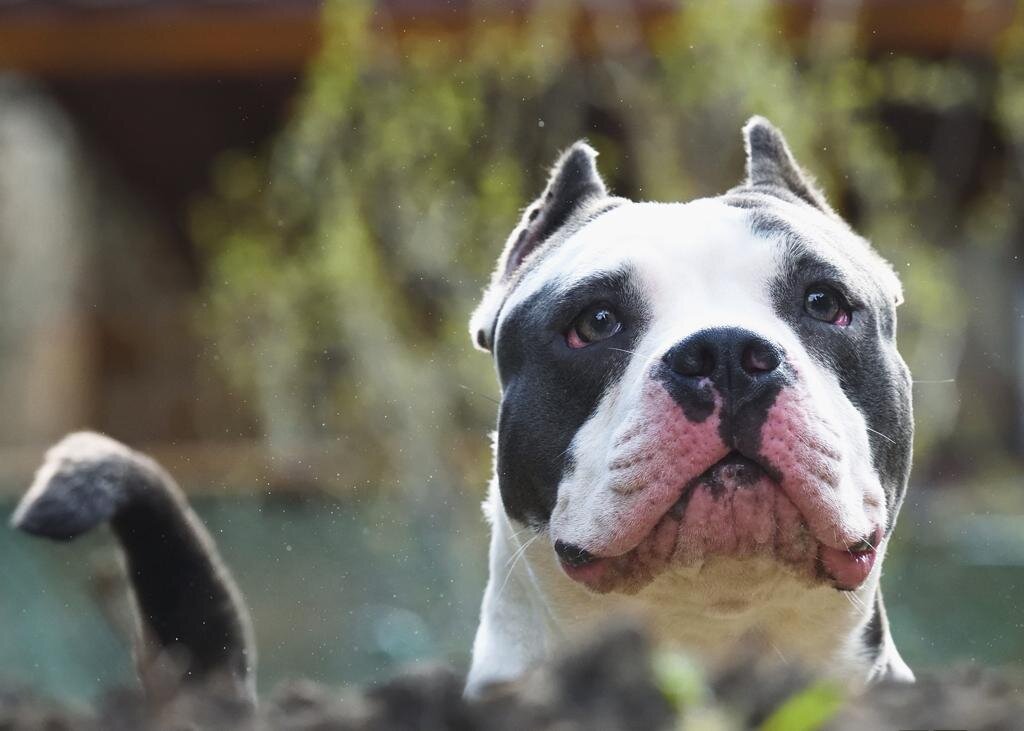 На этом фото, сделанном мои мужем, Ева словно выныривает из клумбы... На самом деле, в теме булли на участке - есть о чем задуматься. 🤔