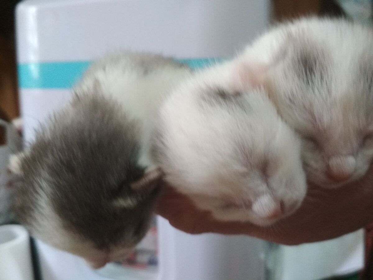 Трое очаровашек