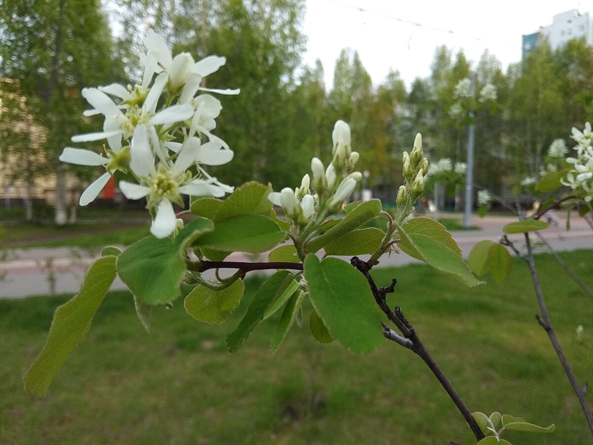 Даже и не знаю что это за растение. Но сам факт цветения в наших северных условиях впечатляет.