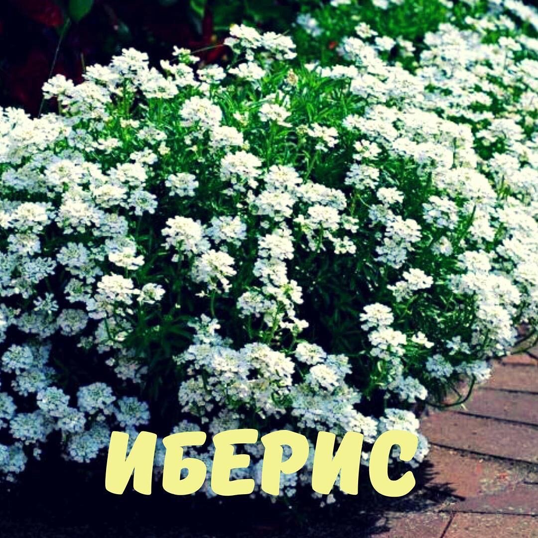 Иберией когда-то назывался полуостров, на котором расположены Испания и Португалия. Иберис очень востребован в ландшафтном дизайне, поскольку обладает красотой и неприхотливостью