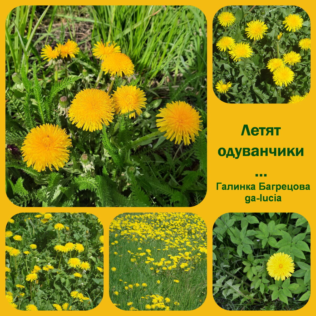 Загадка про одуванчик