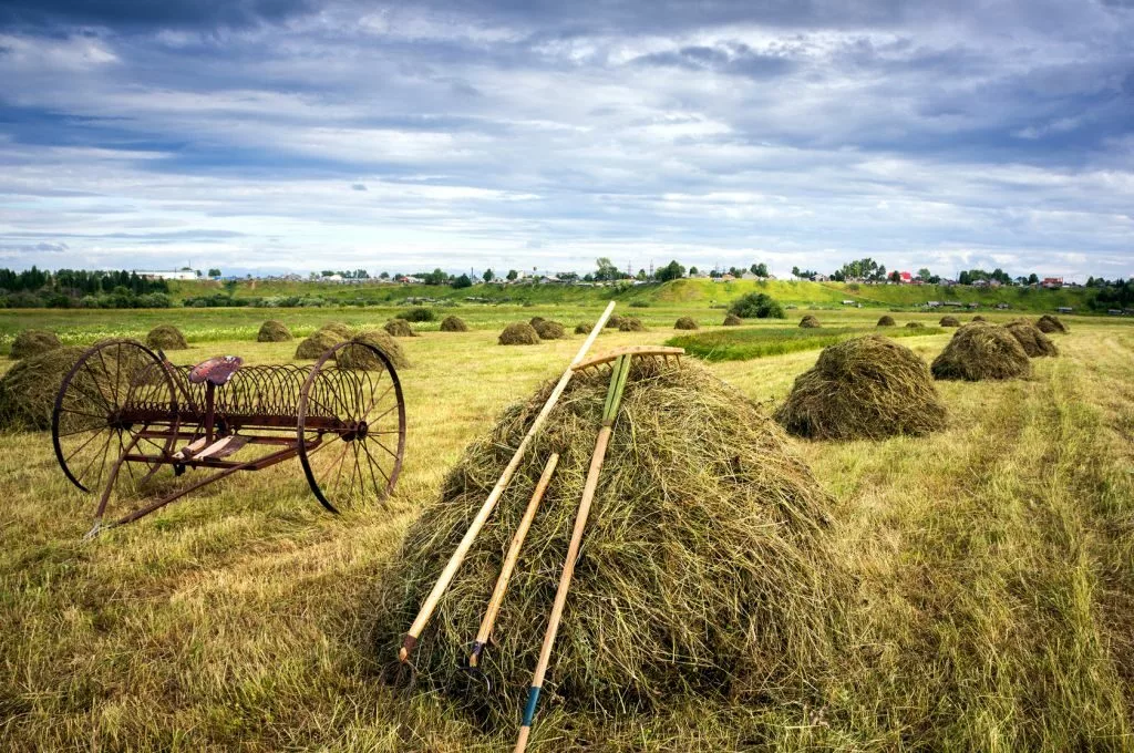 Сенокос в деревне (фото из открытых источников)