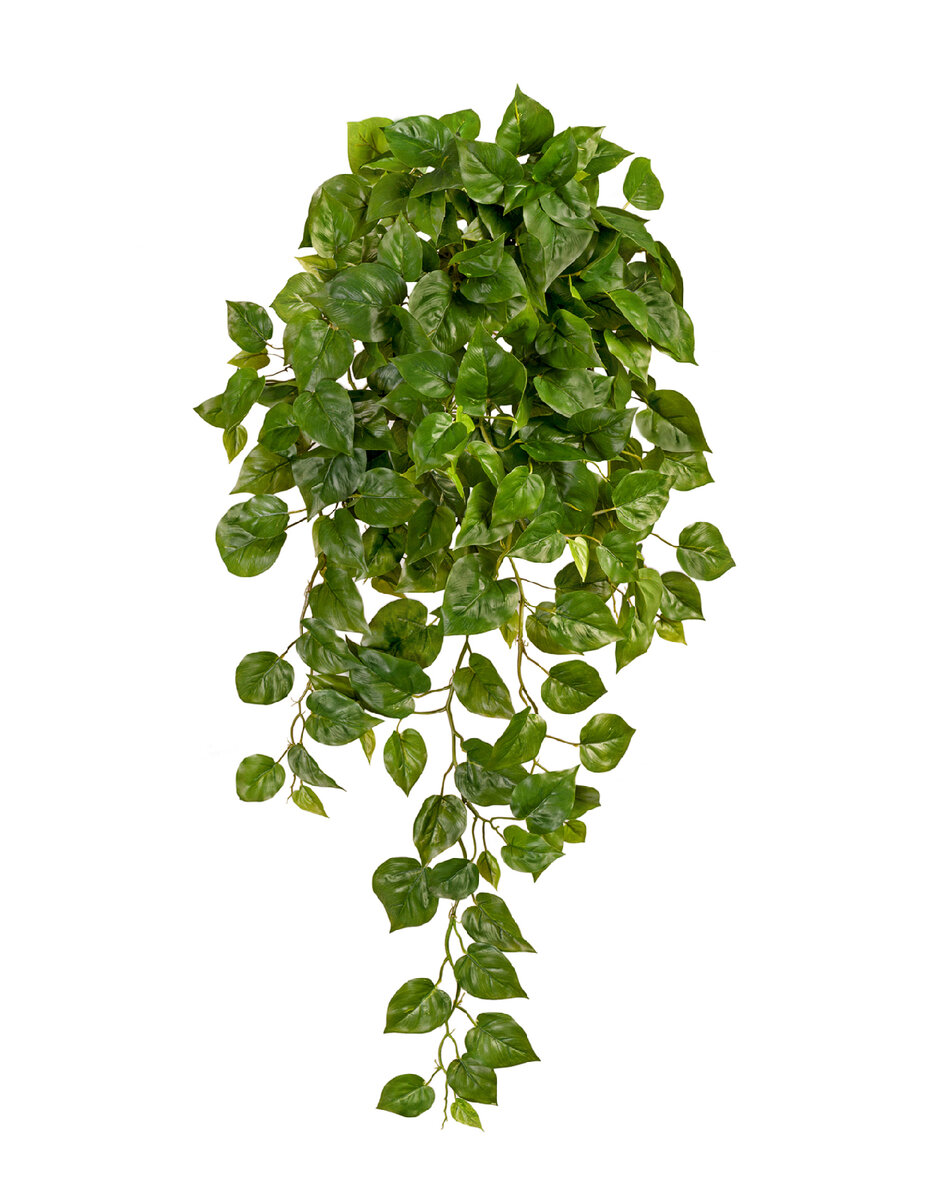 Ампельные растения Treez Collection