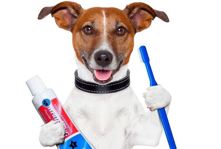 Источник - https://www.smartpet.ru/