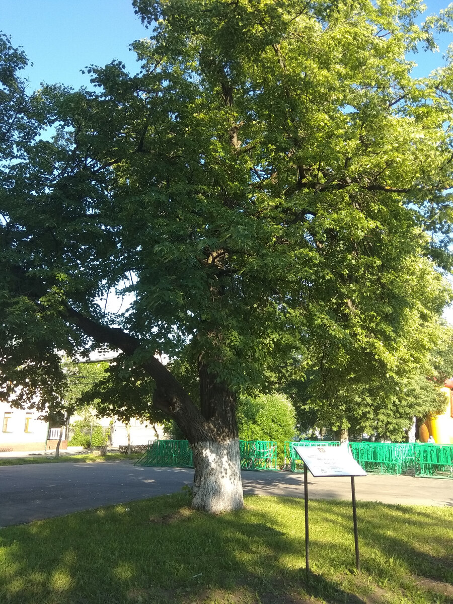 фото автора/древнее дерево Вологды
