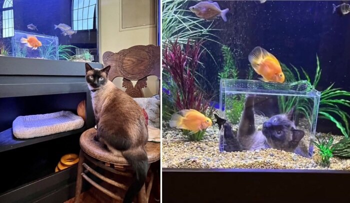 аквариум для кота