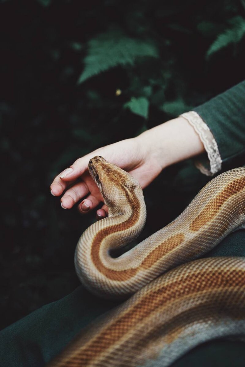 Змеи маисовый полоз. Змея маисовый полоз. Змеи переплелись. Полюбил змею. Приколы про змей.