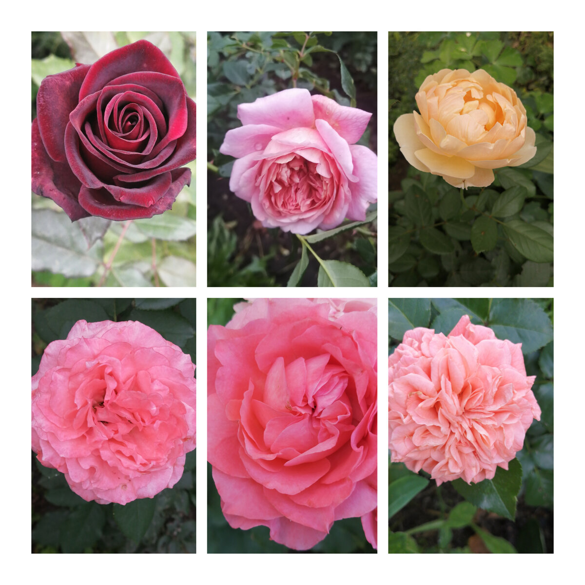 Коллаж из фото моих роз.