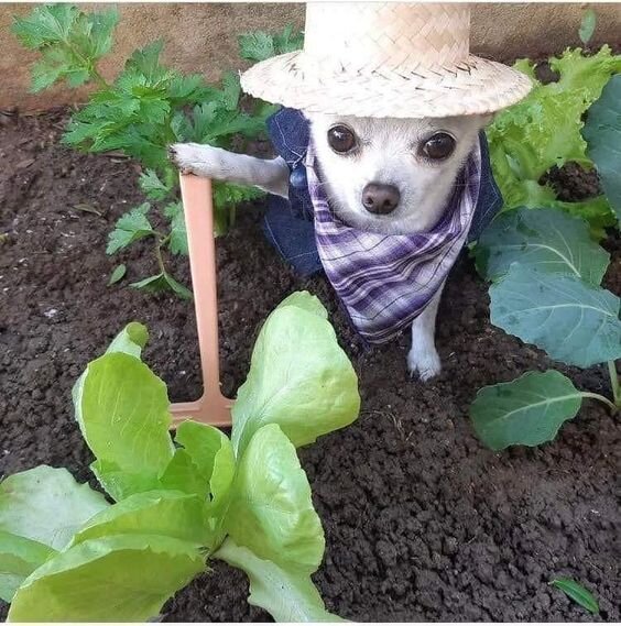 Источник фото Pinterest.