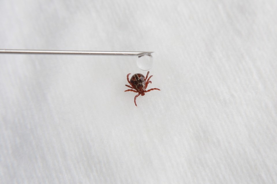     Клещи покусали 1400 волгоградцев Мария ЛЕНЦ