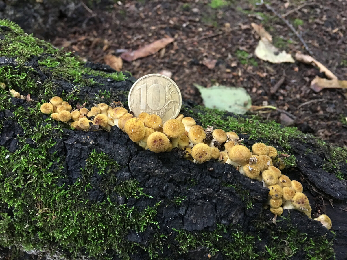 Середина июля 2019, Московский парк «Сокольники»….Зародыши осенних опят, после мощнейшего похолодания с дождями в начале июля….