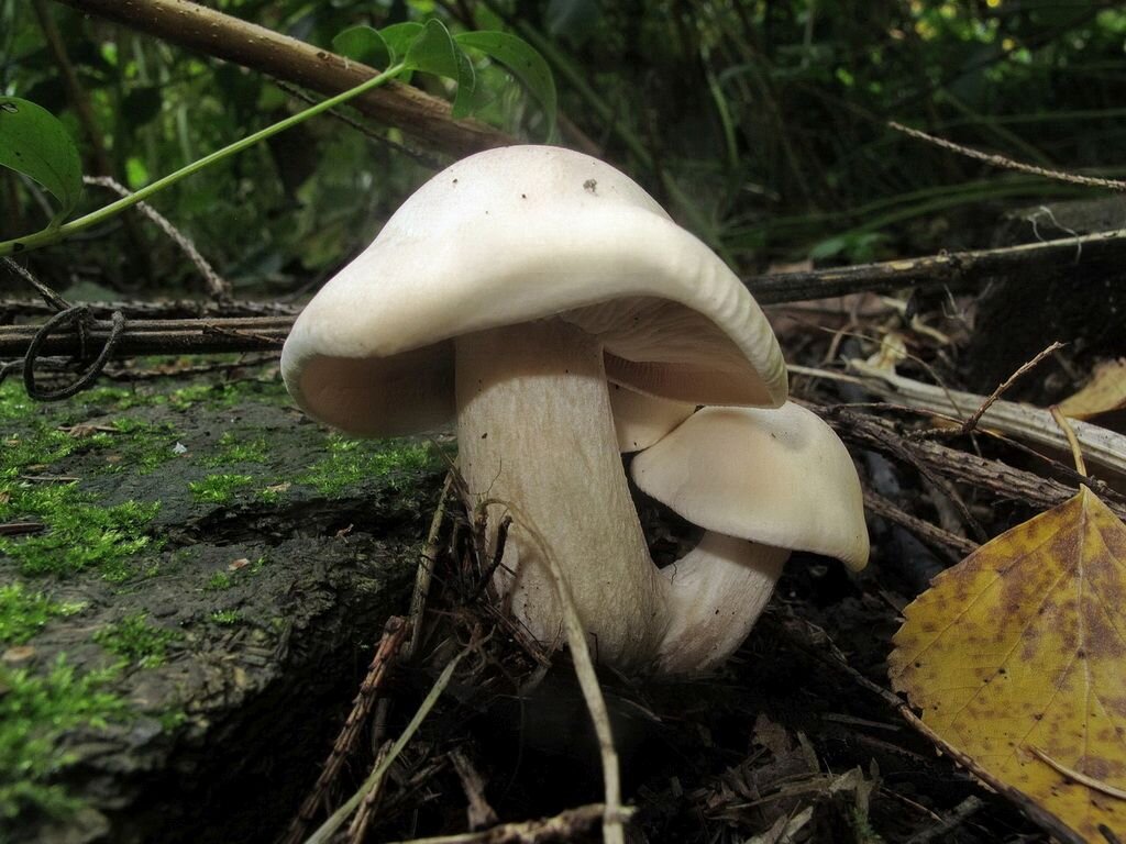 Вот они какие бывают порой (рядовка фиалковая, фото Наталии Детиновой)
