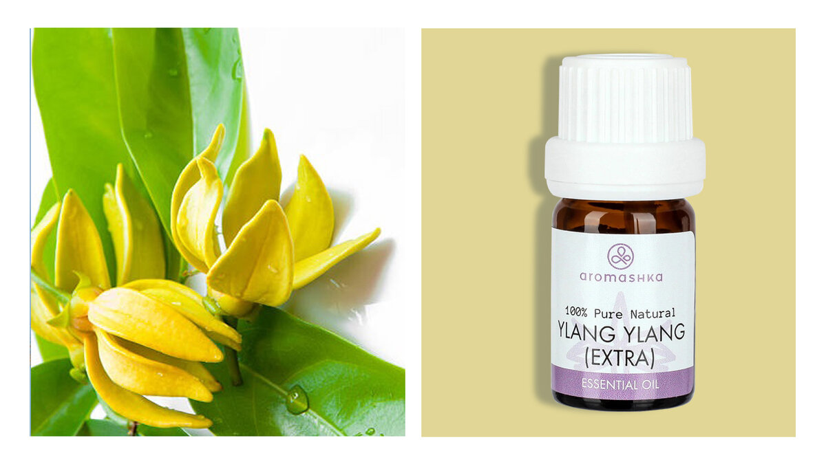 духи амбра иланг-иланг жасмин. иланг иланг сандал ваниль. кананга растение. масло ванильное косметическое. мускус иланг иланг духи.