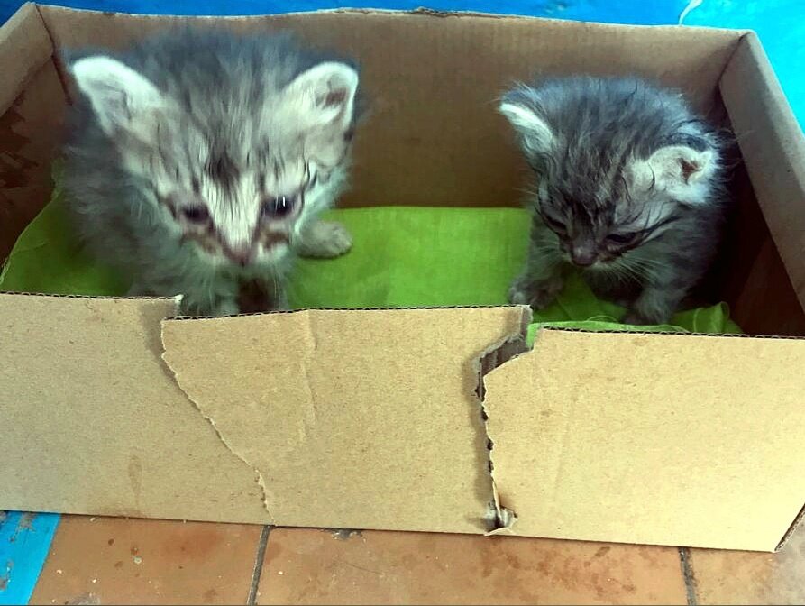 Котятки были настолько малы, что  не могли сами лакать молоко.